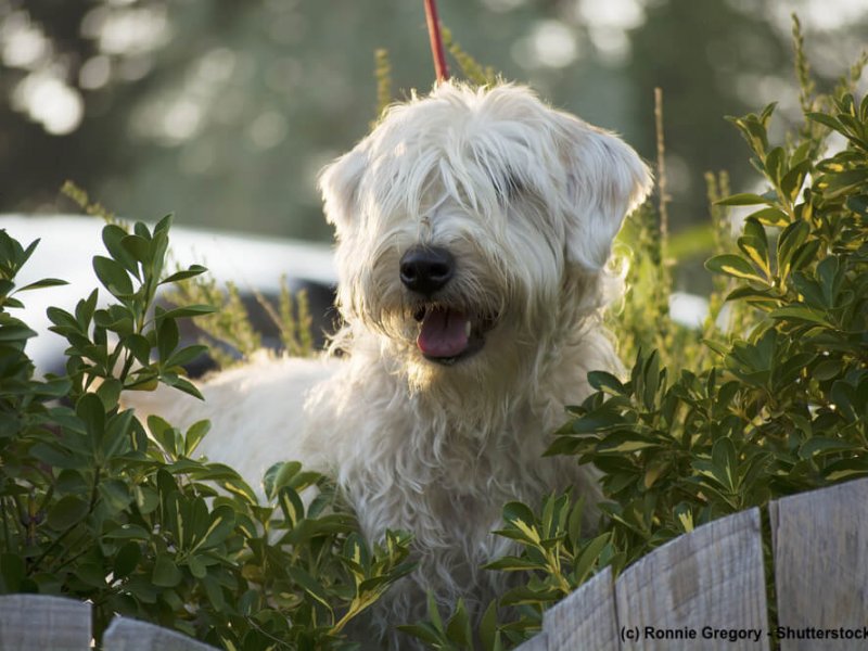 Irish-Soft-Coated-Wheaten-Terrier-neugierig