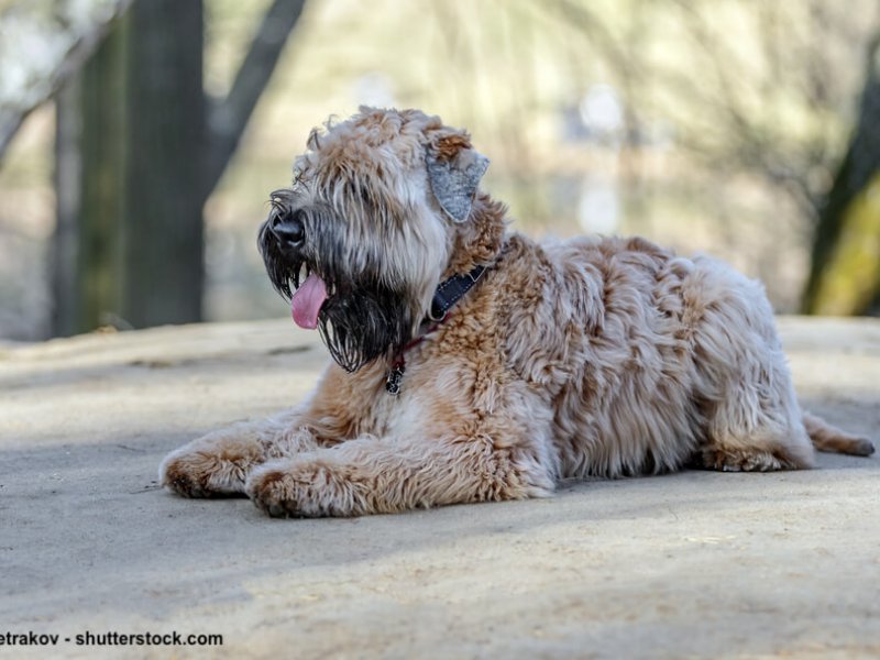Irish-Soft-Coated-Wheaten-Terrier-sitzend