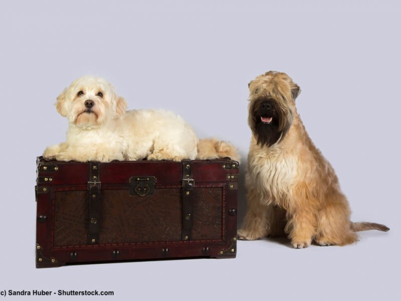 Irish-Soft-Coated-Wheaten-Terrier-sitzend-Hundefreund