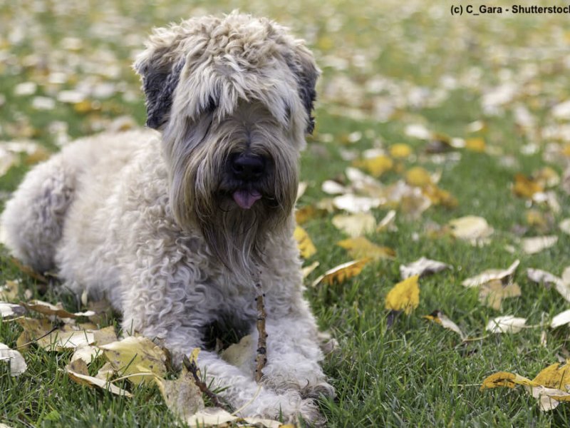 Irish-Soft-Coated-Wheaten-Terrier-sitzt-wiese-vorn