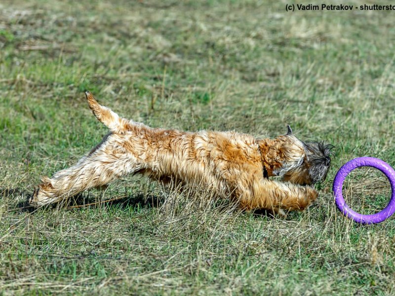 Irish-Soft-Coated-Wheaten-Terrier-spiel