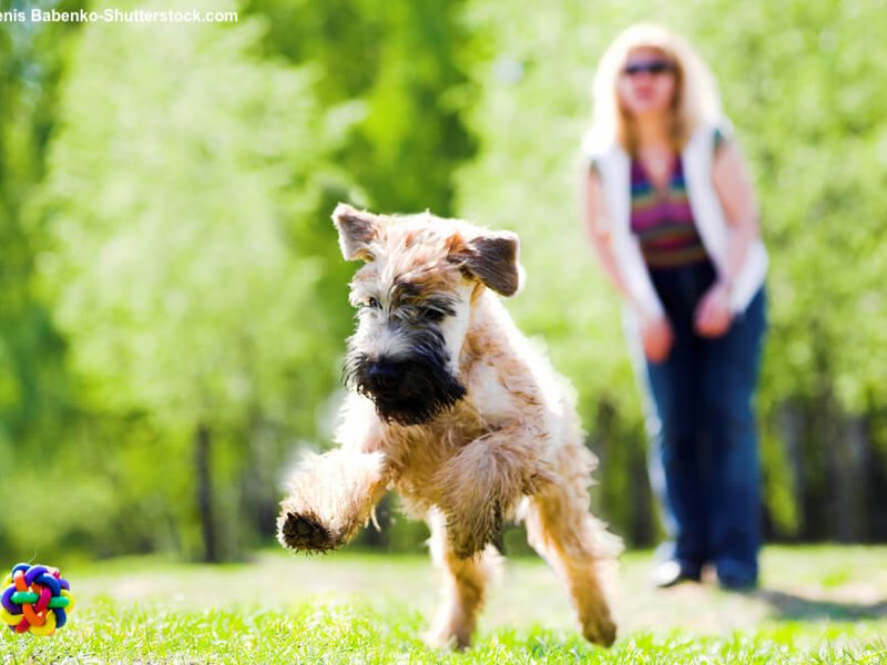 Irish-Soft-Coated-Wheaten-Terrier-spielen