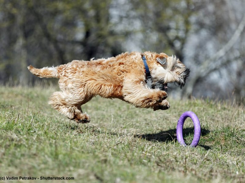 Irish-Soft-Coated-Wheaten-Terrier-spielend