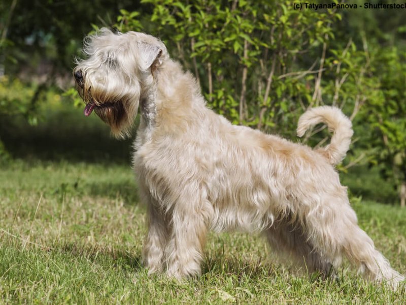 Irish-Soft-Coated-Wheaten-Terrier-stehend