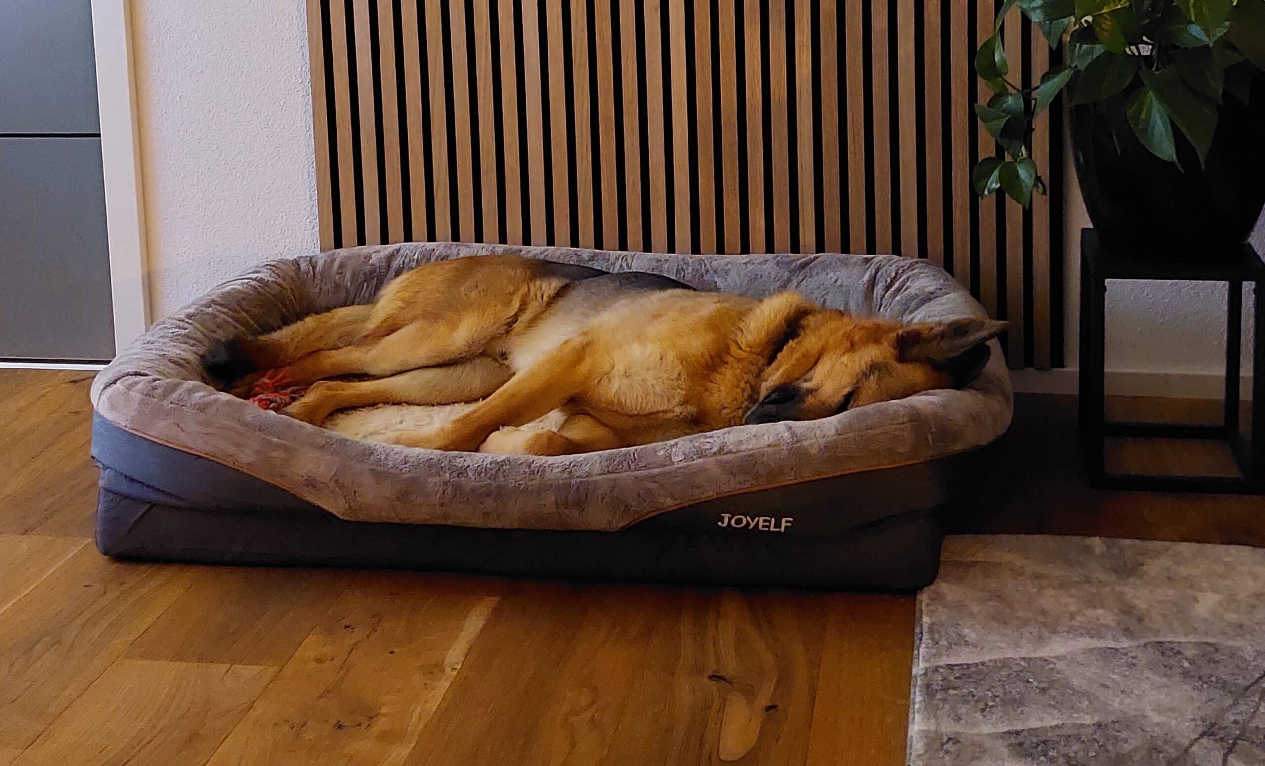 Schäferhund schläft im Hundebett.