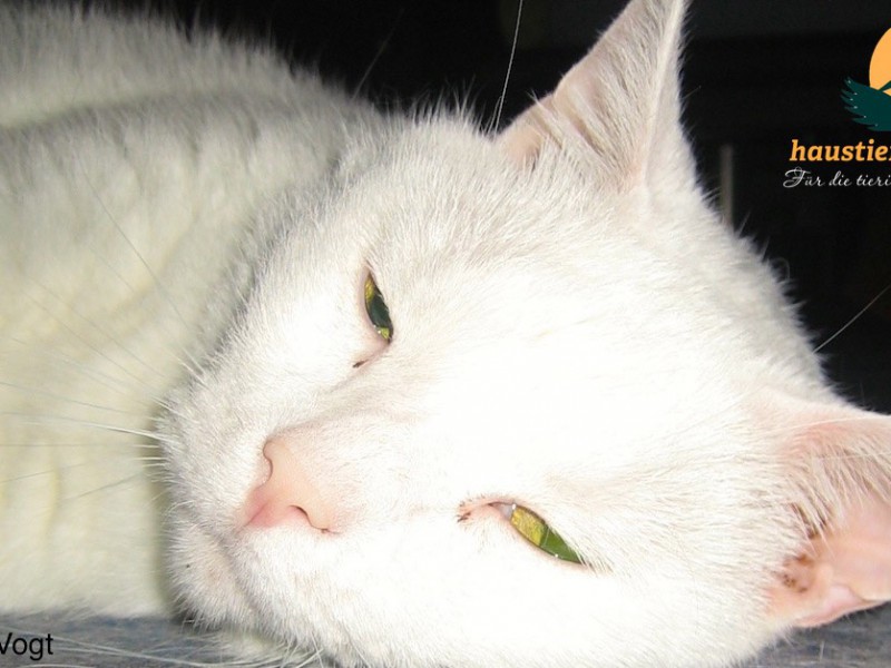 Kater-weiss-entspannt-liegt