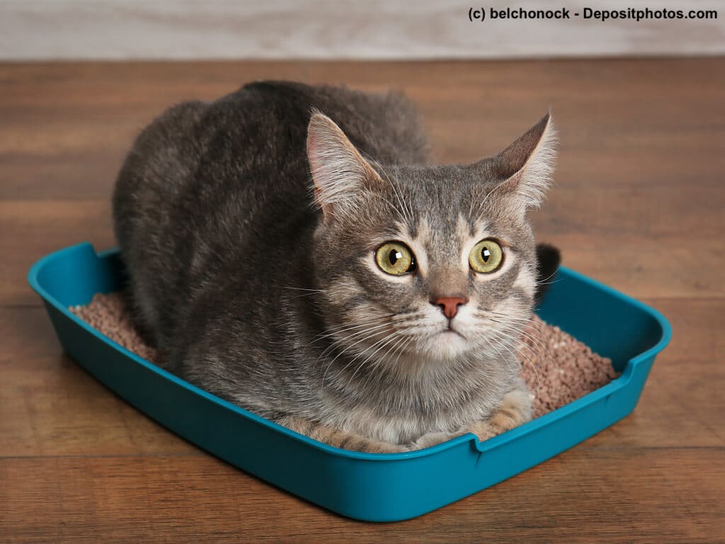 Durchfall bei Katzen und was Du dagegen tun kannst