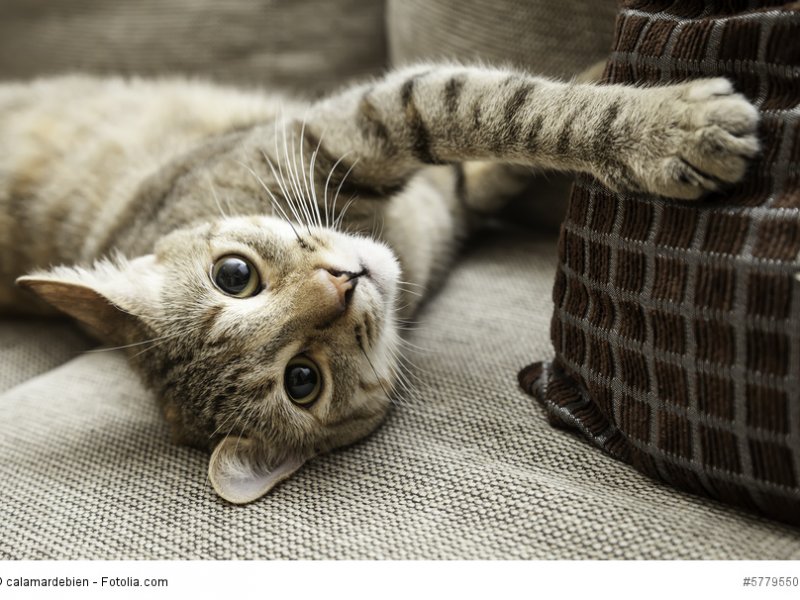 Europäisch Kurzhaar ist eine anerkannte Katzenrasse