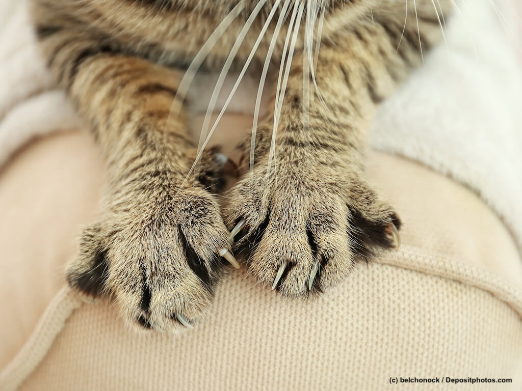 Katze kratzt an Möbeln