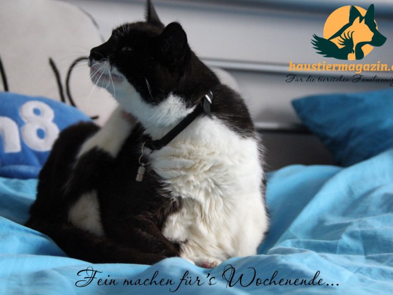 Katze-putzt27