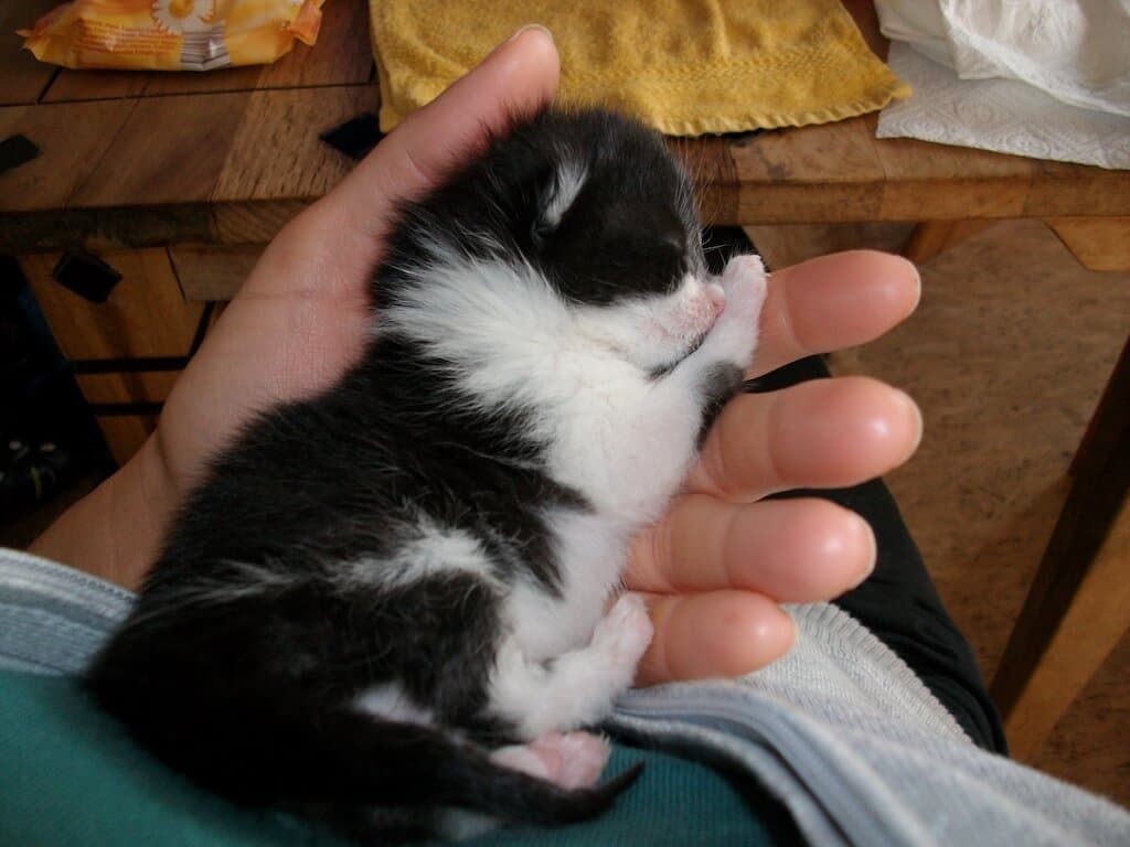 Handaufzucht von Katzenwelpen