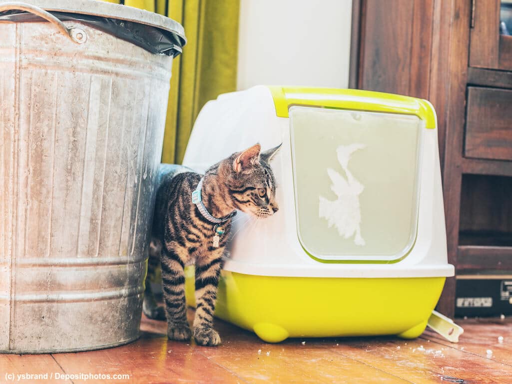 Wenn deine Katze lieber neben ihr Katzenklo pinkelt, ist das ziemlich unangenehm. Vielleicht wurde sie mal überfallen?