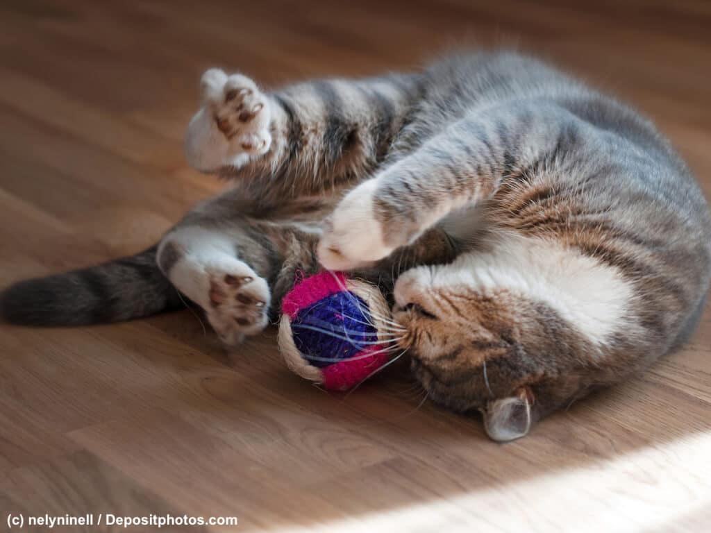 Katze Spielzeug mit Katzenminze