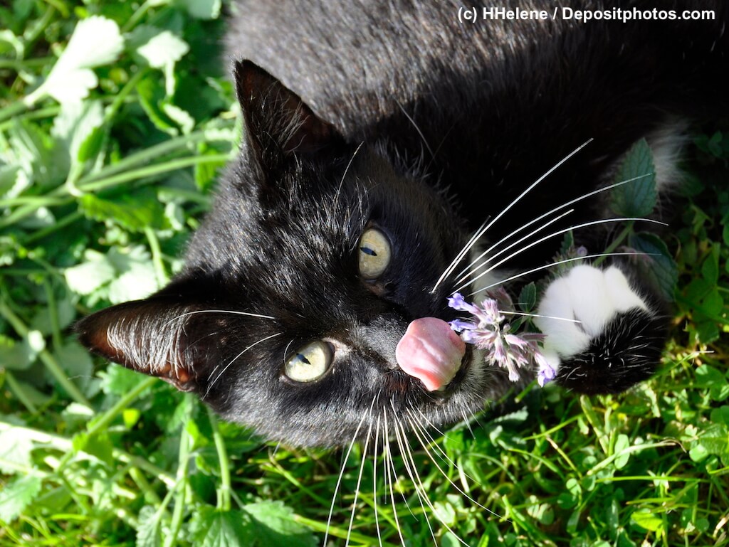 Katzenminze und alles was Du wissen solltest