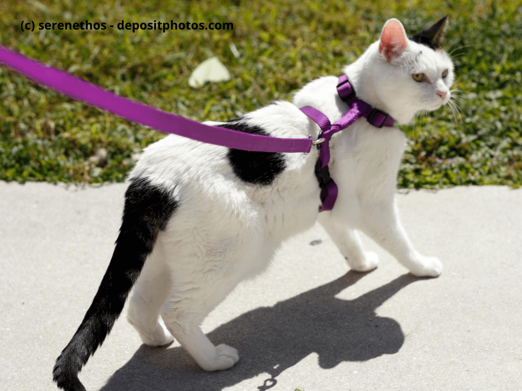 Katze im Freien mit Laufgeschirr