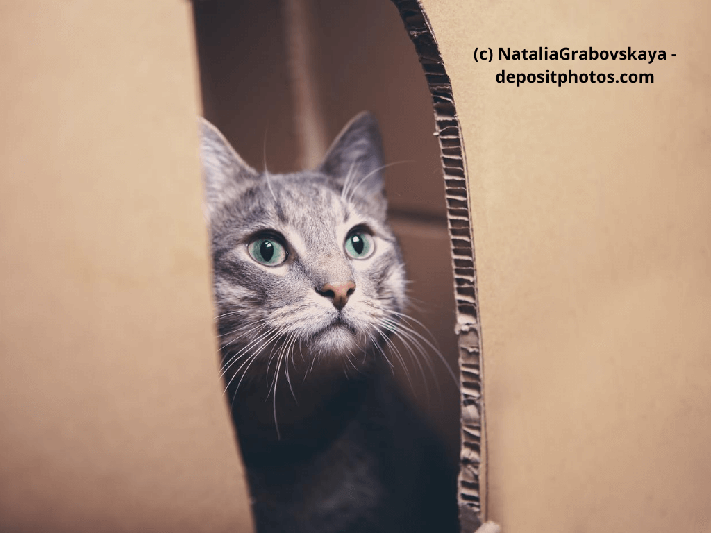 Katze sitzt in einem aufgeschlitzten Karton