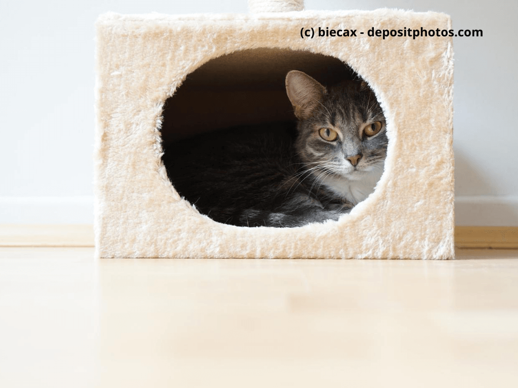 Kaufratgeber: Katzenhöhlen  für Katzen