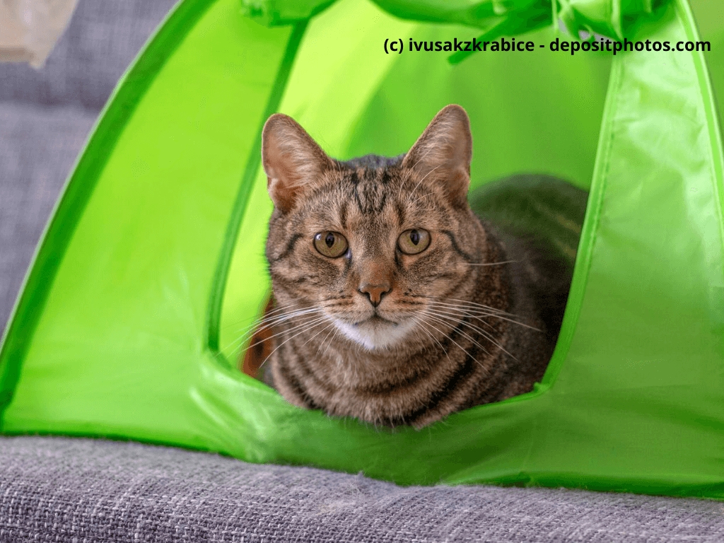 Katze sitzt im grünen Katzentippe