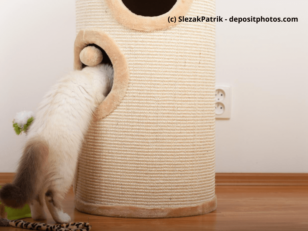 Katze steckt den Kopf in eine Kratztonne