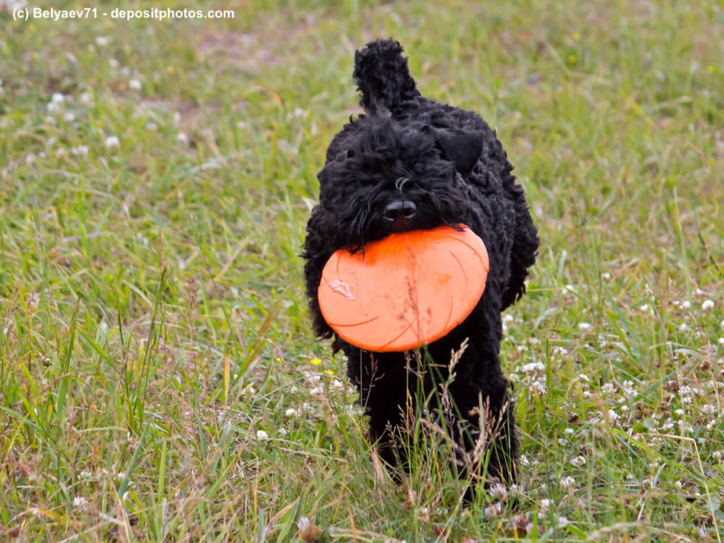 Kerry-blue-terrier and freesbey