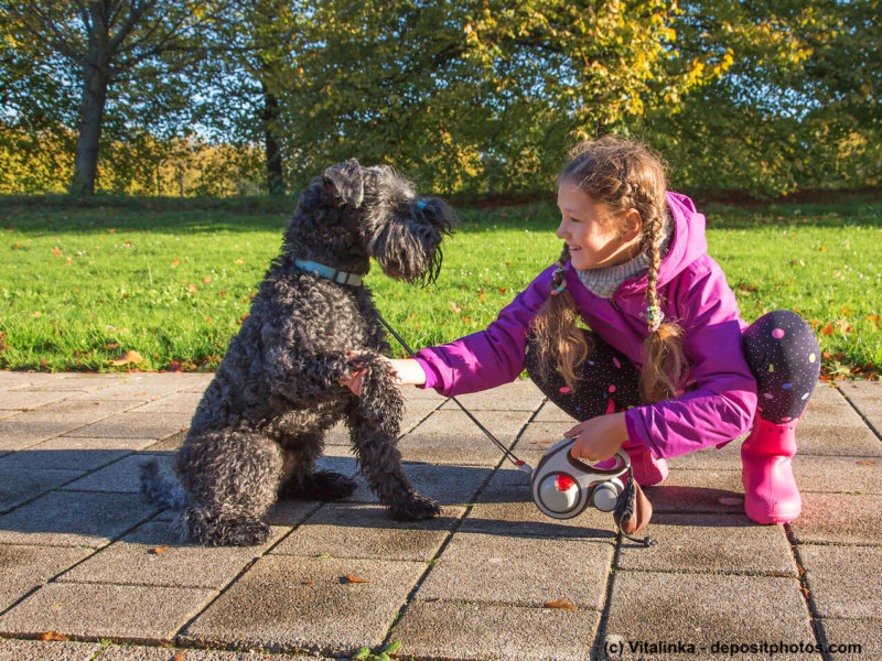 Handshake dog and kid. Friendship with animals