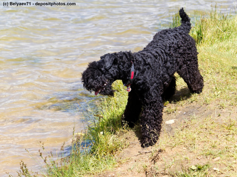 Kerry-blue-terrier and waterpond