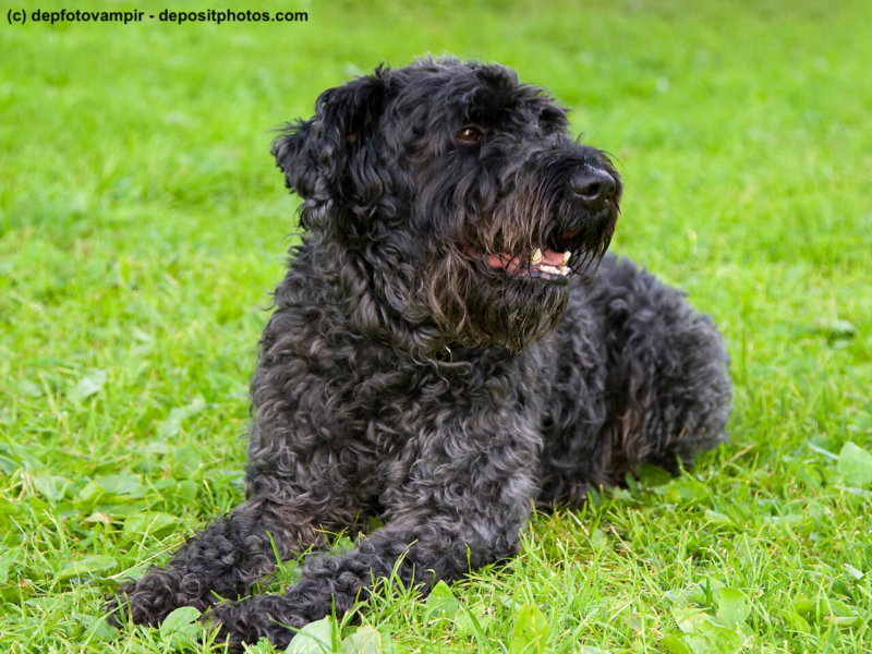 black dog terrier on the grass