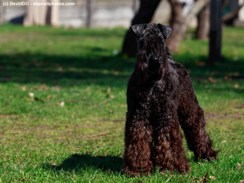Kerry Blue Terrier