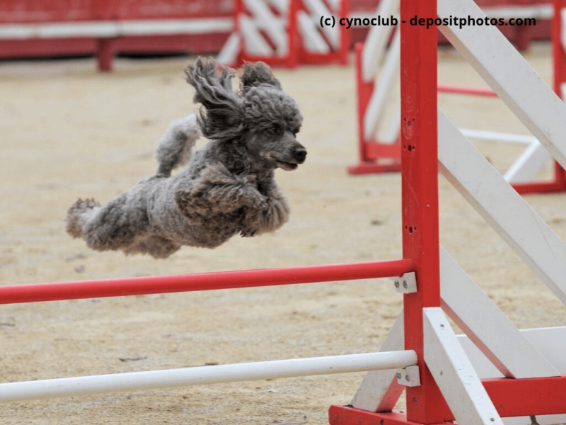 Kleinpudel-springt-ueber-Huerde-bei-Agility