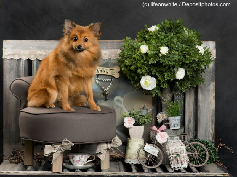 Spitz in front of a rustic background
