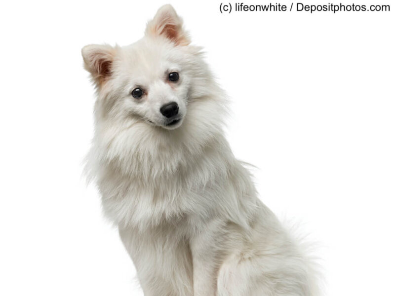 German Spitz (1 year old) in front of a white background