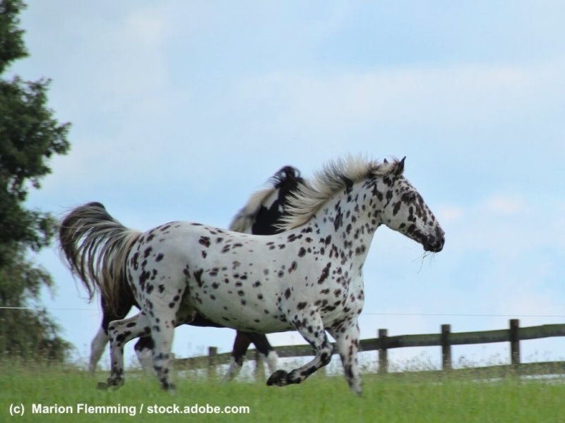 Knabstrupper und Pinto Pony