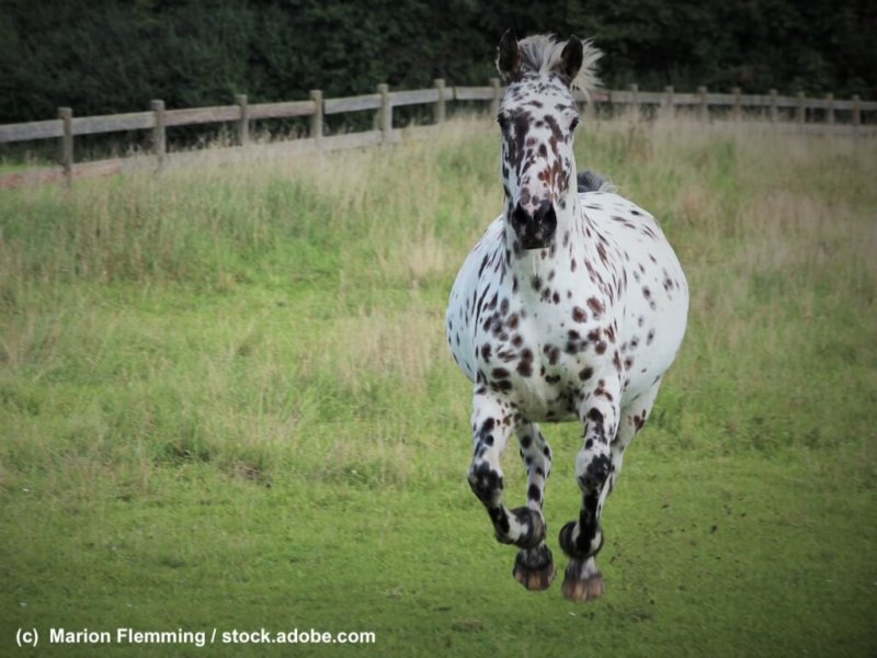 Knabstrupper und Pinto Pony
