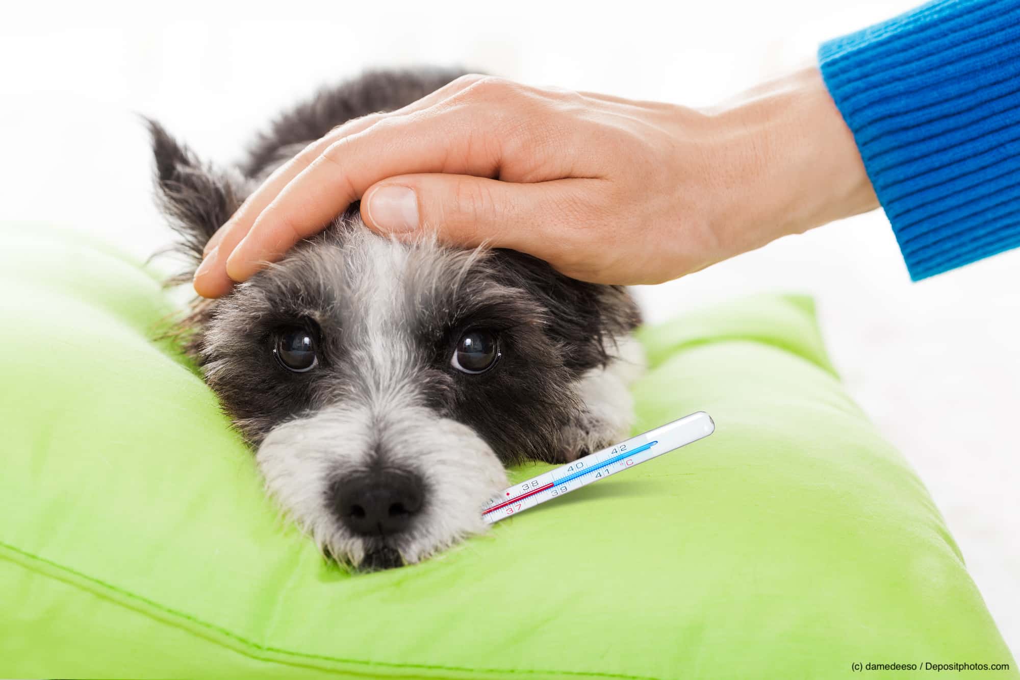 Kleiner Hund liegt auf einem grünen Kissen mit einem Fieberthermometer in der Schnauze und wird von einer Hand gestreichelt. Beschriftung lautet: Kennst Du die normale Körpertemperatur deines Hundes? Weißt Du, wann er Fieber hat?