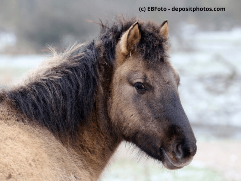 Konik-Nahaufnahme-von-Pferdekopf