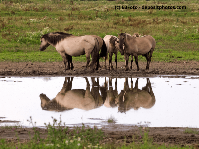 Konik-Pferde-vor-Teich-auf-Weide