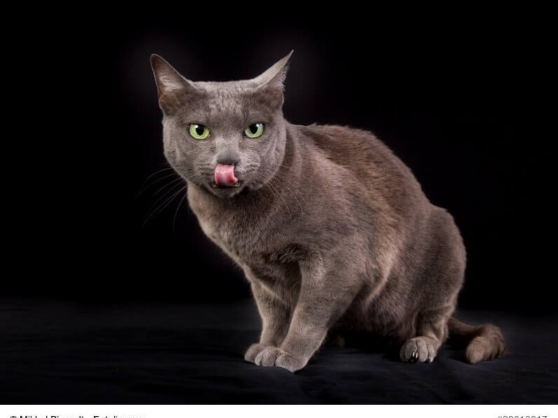 Korat Katze vor dunklem Hintergrund