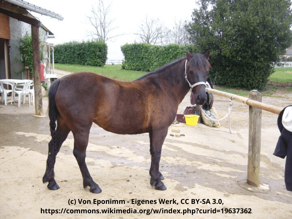 Landais Pony Steckbrief