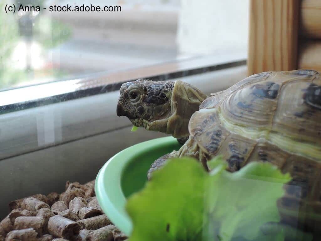 Eine Landschildkröte sitzt in ihrem Terrarium und schaut aus dem Fenster