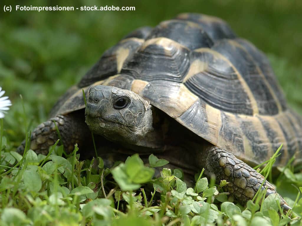 Griechische Landschildkröte mit Höckerbildung des Panzer aufgrund von Haltungsfehlern