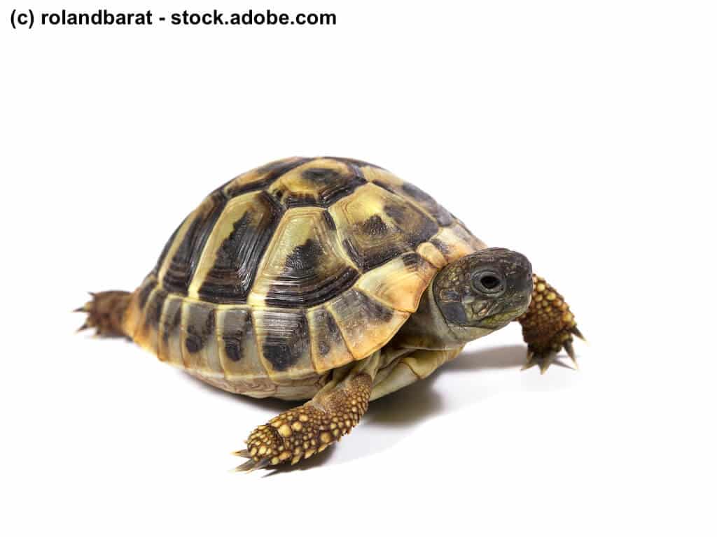 Landschildkröte mit normal entwickeltem glatten Panzer auf weißem Hintergrund