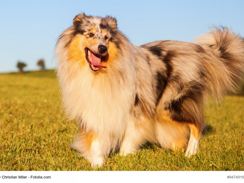 Langhaarcollie