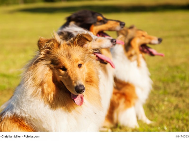 Langhaarcollie Portrait