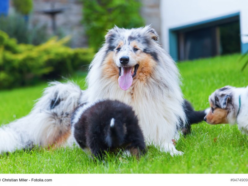 Colliehündin mit Welpen