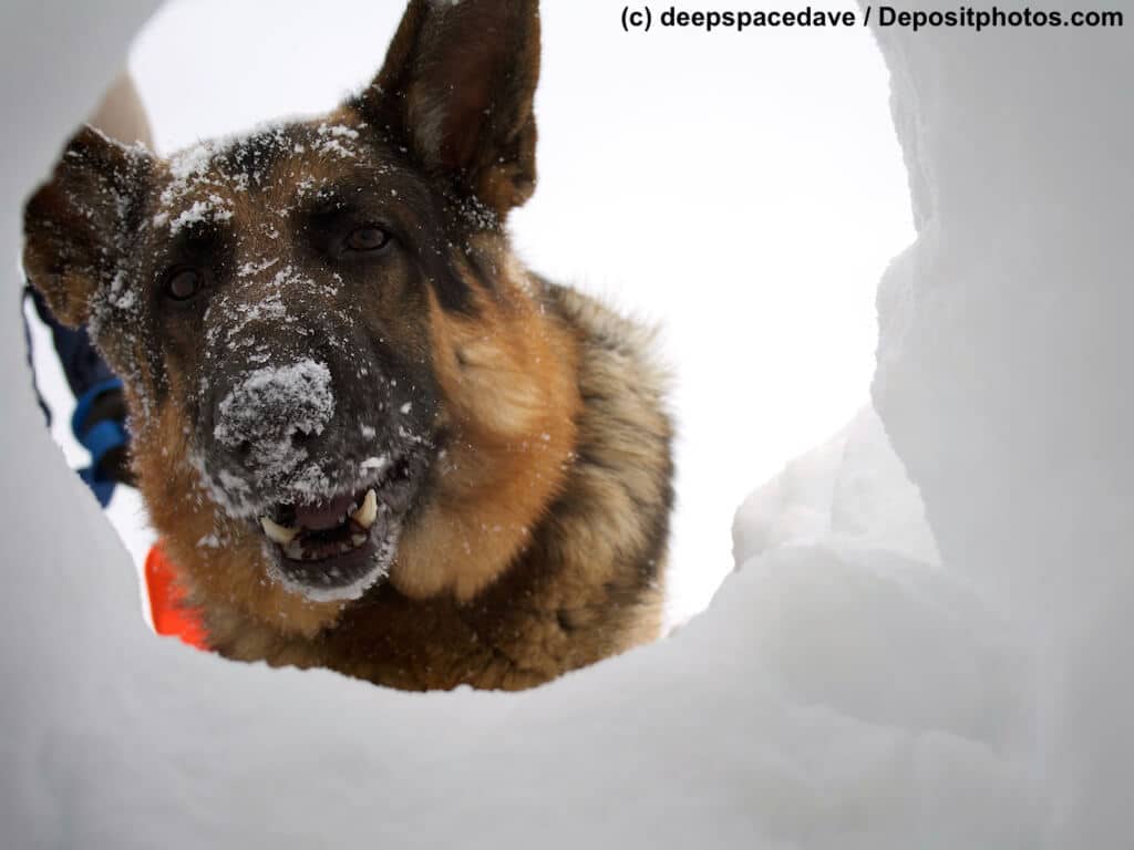 Schäferhund mit Schneenase schaut durch Loch im Schnee /