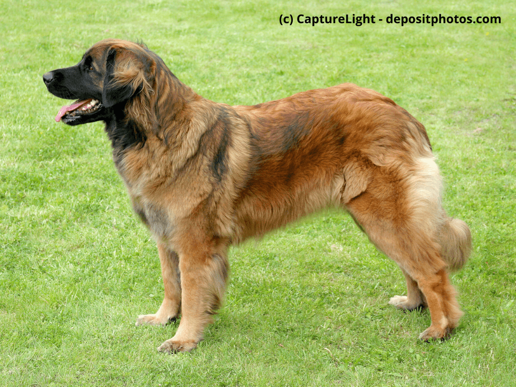 Leonberger Steckbrief