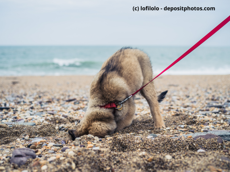 Leonberger-Welpe-buddelt-am-Strand