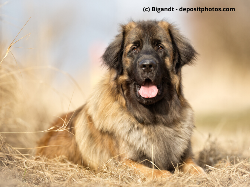 Leonberger-liegt-im-Heu