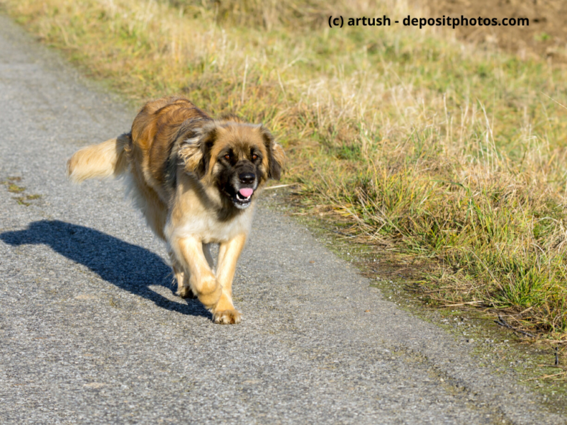 Leonberger-rennt-im-Freien