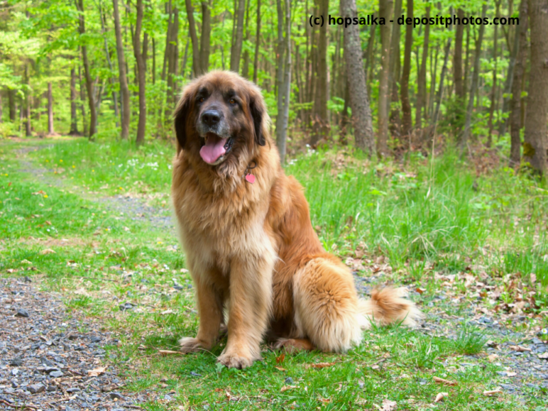 Leonberger-sitzt-im-Wald